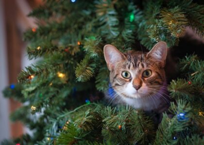 Illuminate Joy with a 12-Foot Christmas Tree